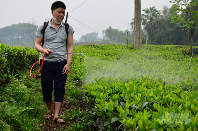 Mr. Cuu spraying herbal medicine for tea plants. Photo: Duong Dinh Tuong.