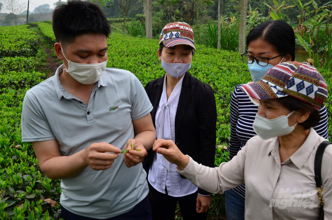 Mr. Cuu asking the technical staff about disease symptoms on tea plants. Photo: Duong Dinh Tuong.