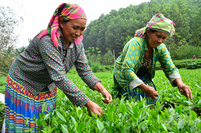 Mong people in Phu Tho hamlet harvesting tea. Photo: Duong Dinh Tuong.