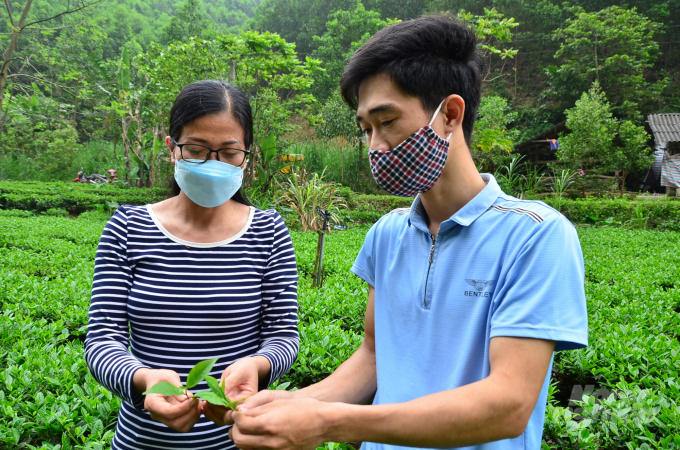 Hoang Van Tuan, Director of Phu Do Safe Tea Cooperative and Ms. Pham Huong Ha, an agricultural extension officer, inspecting tea buds. Photo: Duong Dinh Tuong.