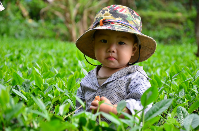 A child following his mother into the tea garden. Photo: Duong Dinh Tuong.