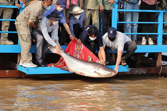 Một trong số 1.500 con cá da trơn khổng lồ đã được các nhà khoa học  thả vào một khu bảo tồn cá ở Biển Hồ Tonle Sap hôm 13/3. Ảnh: UNR