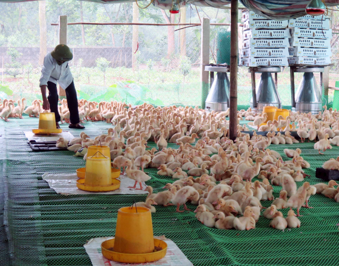 Biosecurity in livestock production brings stability and economic efficiency to breeders. Photo: Dong Van Thuong.