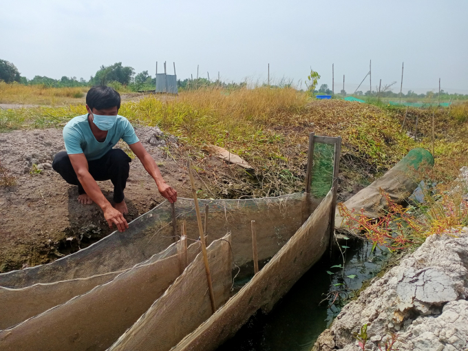 Người dân địa phương tận dụng các loại cá tạp từ kênh rạch để phục vụ nuôi thủy sản nâng cao thu nhập. Ảnh: Trần Trung.