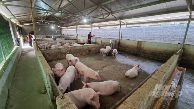 Mô hình chăn nuôi lợn của gia đình bà Nông Thị Vệ, xóm Huyền Du, thị trấn Thanh Nhật, huyện Hạ Lang. Ảnh: Công Hải.