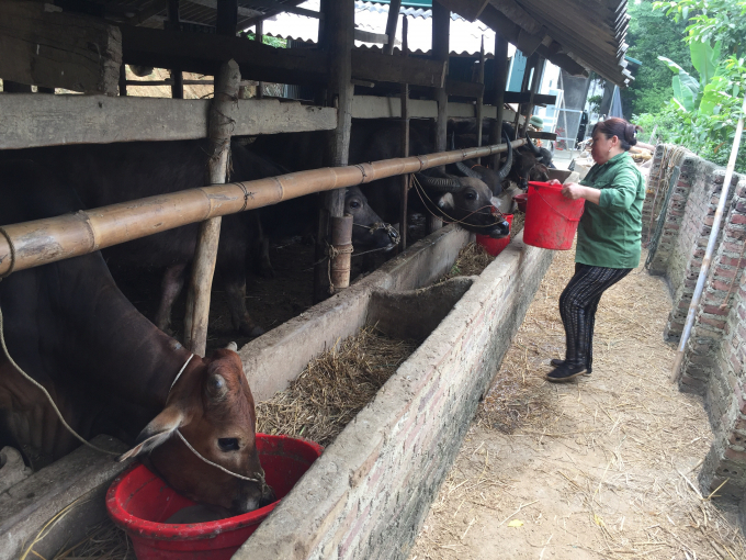 Nhiều hộ gia đình ở huyện Hòa An phát triển mô hình vỗ béo gia súc. Ảnh: Công Hải.