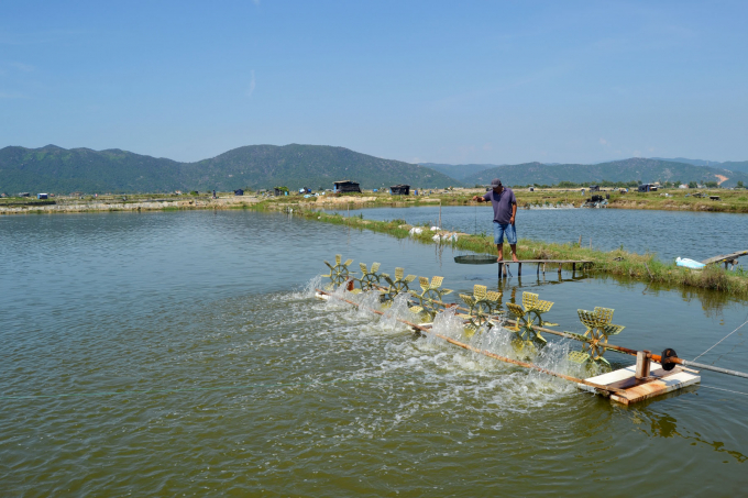 Phu Yen province has a lot of potential for aquaculture development. Photo: KS.