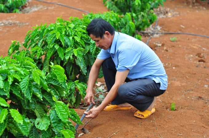 Hiện nay, người trồng cà phê rất mong được hỗ trợ vốn để đầu tư hệ thống tưới tiết kiệm. Ảnh: Đăng Lâm.