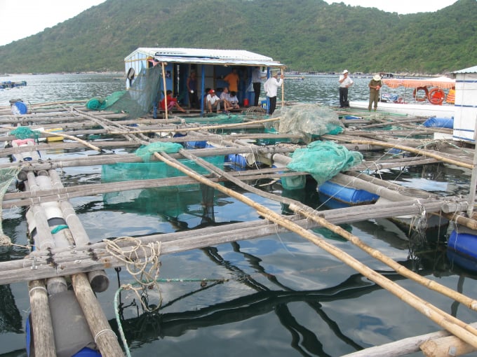Phu Yen will rearrange the breeding cages and rafts to reduce the risks for lagoons and bays. Photo: MH.