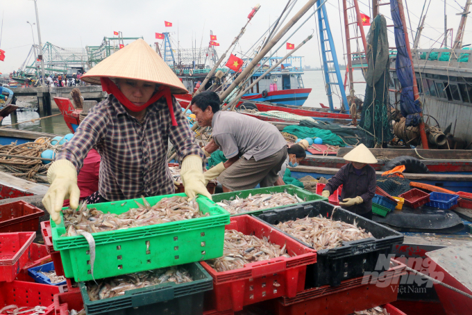The fisheries sector aims to achieve negative growth in output but increase in value in order to well implement the 2017 Fisheries Law and its guiding documents and EC recommendations. Photo: VD.