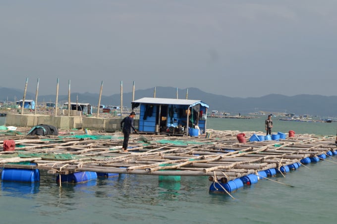 Lobster breeding is thriving strongly in Phu Yen. Photo: KS.