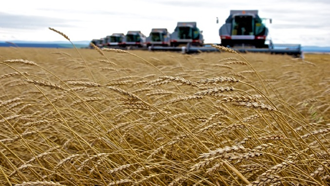 Wheat is one of the input materials that should be concerned to import from Russia for processing export to countries that have changes in trade policies with Russia. Photo: TL.