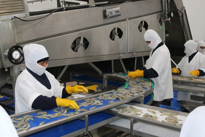 Processing shrimp for export in Ecuador. Photo: TL.