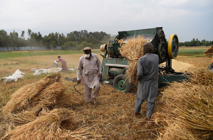 Afghan farmers throw wheat bunches in a thrashing machine. Photo:Farshad Usyan/FAO