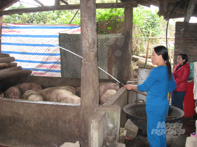 Người chăn nuôi lợn ở Tuyên Quang đang phải đối diện với khó khăn do giá thức ăn chăn nuôi tăng cao. Ảnh: Đào Thanh.