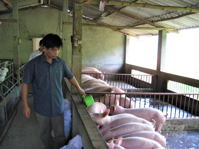 Hiện tỉnh Tuyên Quang đã cơ bản khống chế được bệnh dịch tả lợn Châu Phi. Ảnh: Đào Thanh.