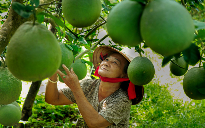 Bưởi và chanh là hai mặt hàng nông sản được xuất khẩu dạng quả tươi sang New Zealand.