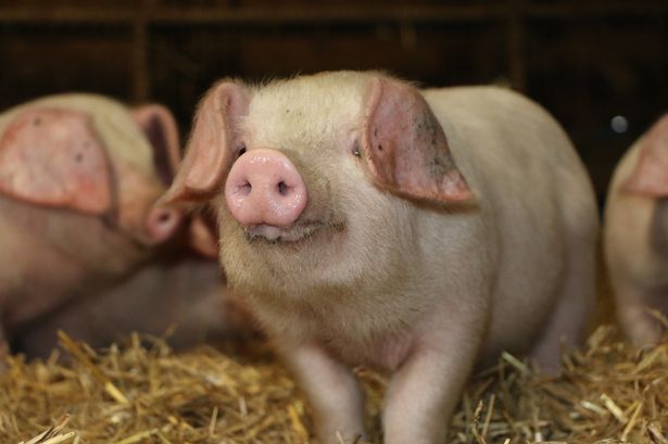 Lợn Lop tai cụp là một trong những giống lợn bản địa quý hiếm nhất ở Vương quốc Anh. Ảnh: Linda Trotman