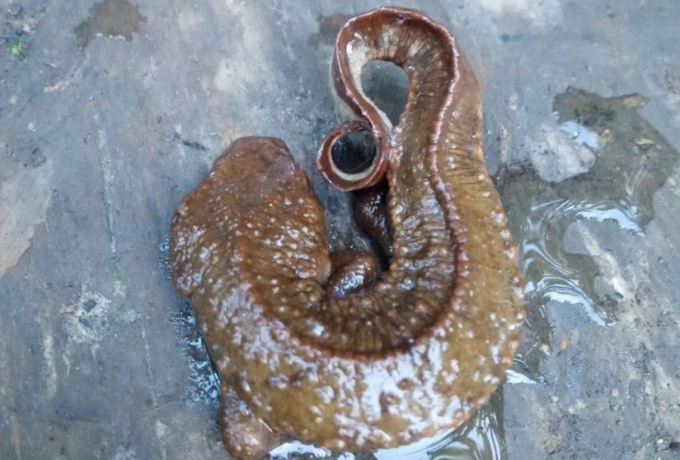 A fish assumed to be a rare Vietnamese salamander has been discovered in Hoang Lien - Van Ban Nature Reserve. Photo: D.T.