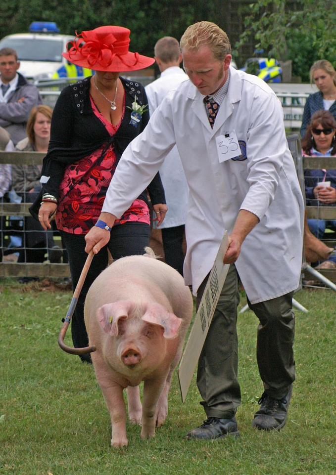 british_lop_sow_at_stoneleigh_park_warwickshire-144231_73.jpg Lợn Lop đực có thể nặng 350kg và lợn cái nặng tối đa 300 kg. Trọng lượng lợn nuôi lấy thịt có thể đạt từ 54,5 đến 72,5 kg trong vòng từ 16 đến 18 tuần. Ảnh: WK