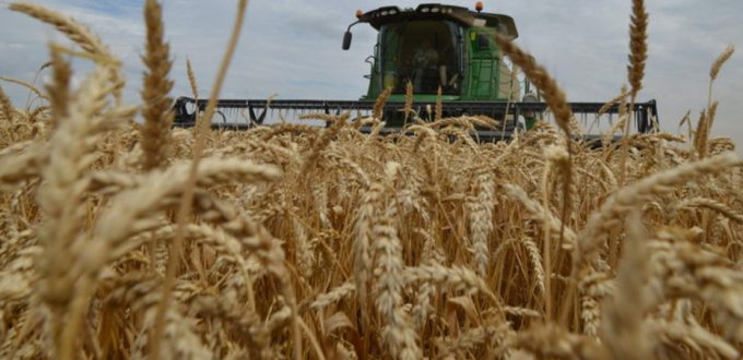 A farmer harvests wheat. Photo: DANIL SEMYONOV/AFP 