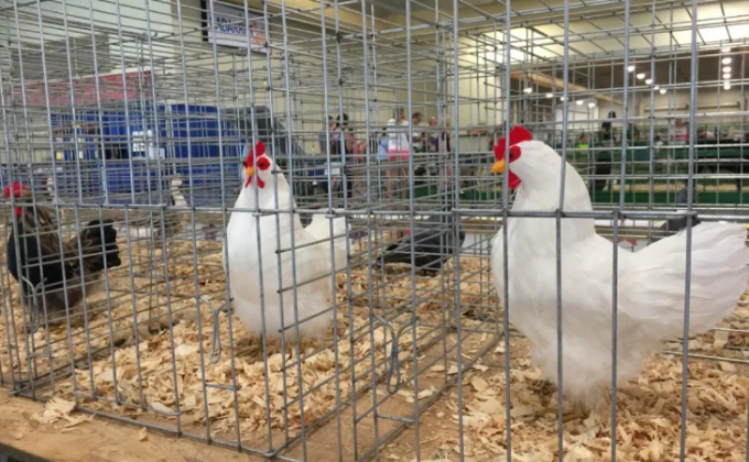 Fake birds in cages at North Carolina’s Cabarrus County Fair in 2015. Real birds were banned due to the bird flu that was ravaging the poultry sector at the time. Photo: Elizabeth W. Kearley