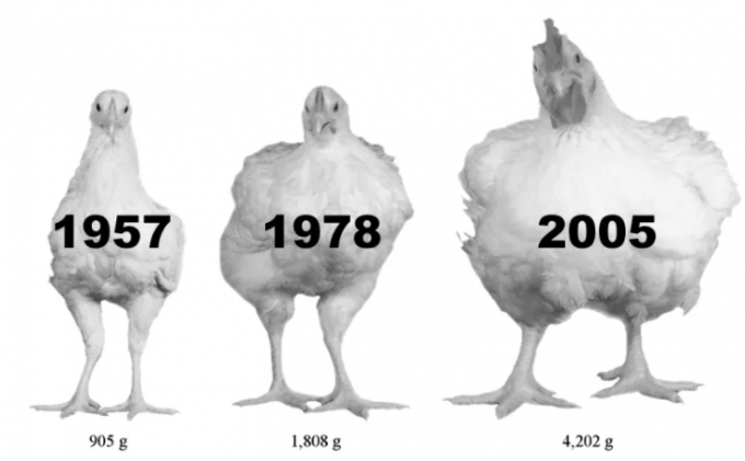 The left-hand chicken is a breed from 1957. The middle chicken is a breed from 1978. The right-hand one is a breed from 2005. They were all raised in the same manner for this paper and were photographed at the same age. Vox added the dates to this image. Zuidhof, MJ, et al. 2014 Poultry Science 93 :1–13/Numbers added by Vox