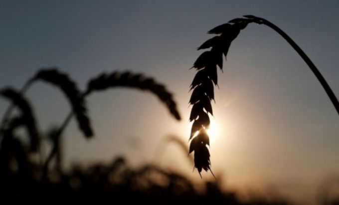  Bức ảnh cận cảnh những bông lúa mì trên một cánh đồng ở làng Hrebeni, thuộc vùng Kyiv, Ukraine ngày 17 tháng 7 năm 2020. Ảnh: REUTERS 
