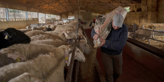 Spanish shepherd Cristobal Jesus Calle Lopez, 39, feeds wheat to his sheep in Montejaque on March 11. Vladimir Putin's invasion of Ukraine and the resulting sanctions are spilling over to the global economy, inflating costs for key commodities like wheat and fertilizers. Photo: AFP