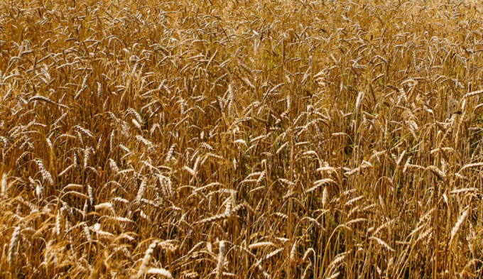 Wheat grows in a field near Uzhhorod, Zakarpattia Region, western Ukraine. Photo: AFP