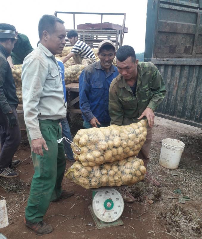 Thu mua khoai tây cho nông dân tại mô hình. Ảnh: Trung tâm DVNN Thái Hòa.