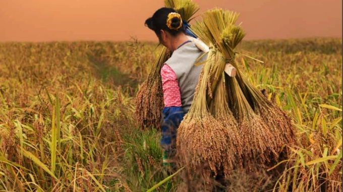 Ước tính có tới hơn 2,5 tỷ người trên toàn thế giới tiêu thụ lúa mì. Ảnh: Bloomberg.