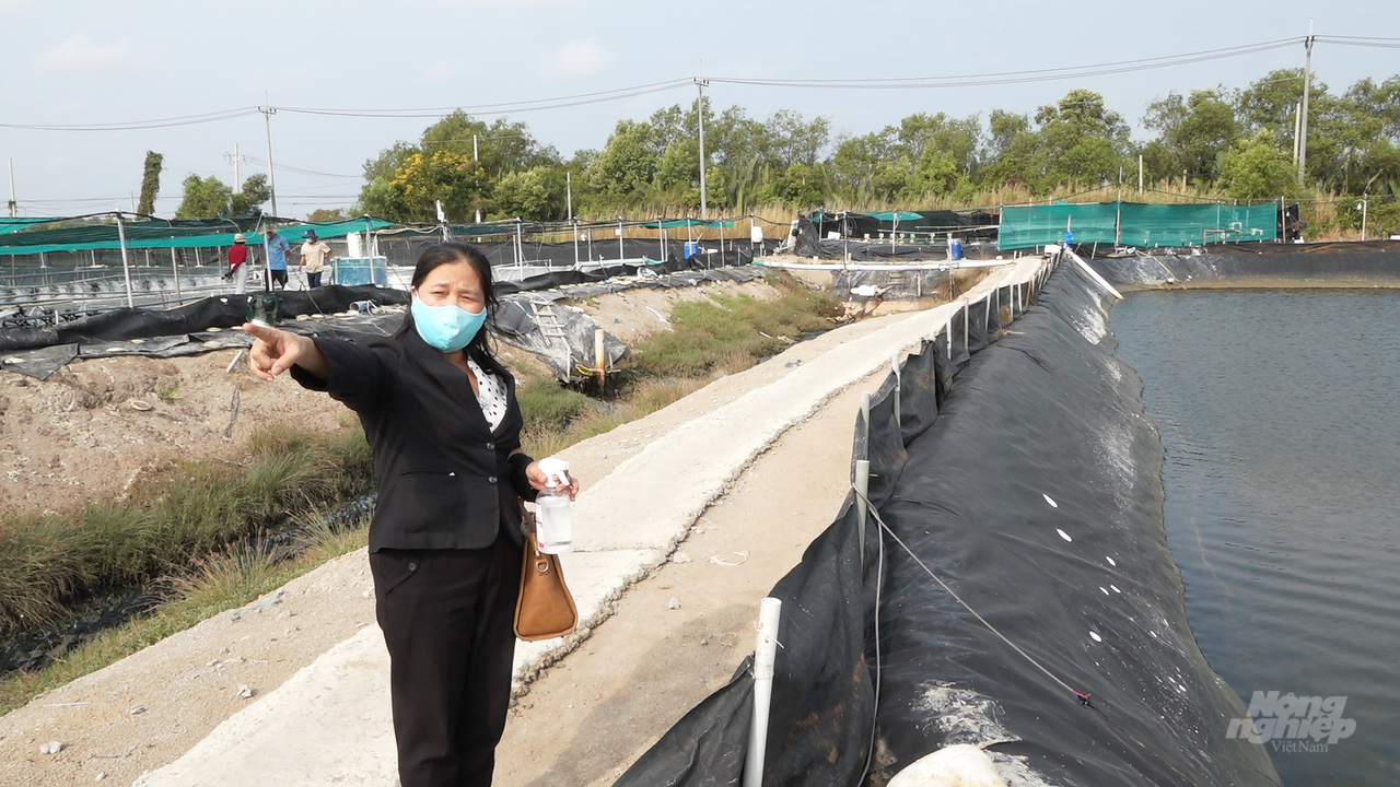 Nhóm kỹ thuật phụ trách ao tôm đang tất bật triển khai công việc từ pha trộn thức ăn, bật máy chạy quạt, máy ôxy, cho tôm ăn, kiểm tra ao nuôi... Ảnh: Minh Sáng.