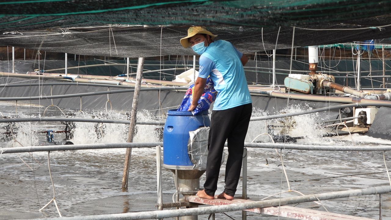 Nuôi tôm CNC áp dụng đầy đủ quy trình có hệ thống ao xử lý nước và hệ thống ao lắng, hệ thống ao nuôi. Ảnh: Minh Sáng.