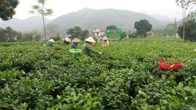 The planting area code is considered a passport for Thai Nguyen tea to be exported abroad. Photo: Dong Van Thuong.