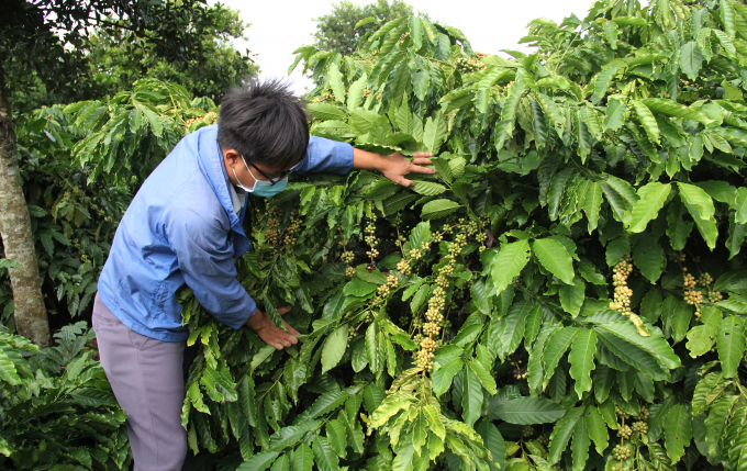 Người dân sau khi được tập huấn tái canh đã mạnh dạng tái canh diện tích cà phê già cõi. Ảnh: Quang Yên.