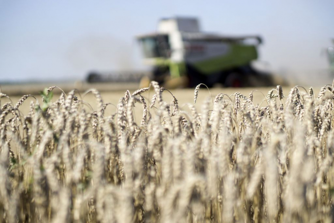 Một chiếc máy gặt đập liên hợp đang thu  hoạch lúa mì vào ngày 17 tháng 8 năm 2017, ở Chernihiv, Ukraine. Ảnh: Bloomberg.