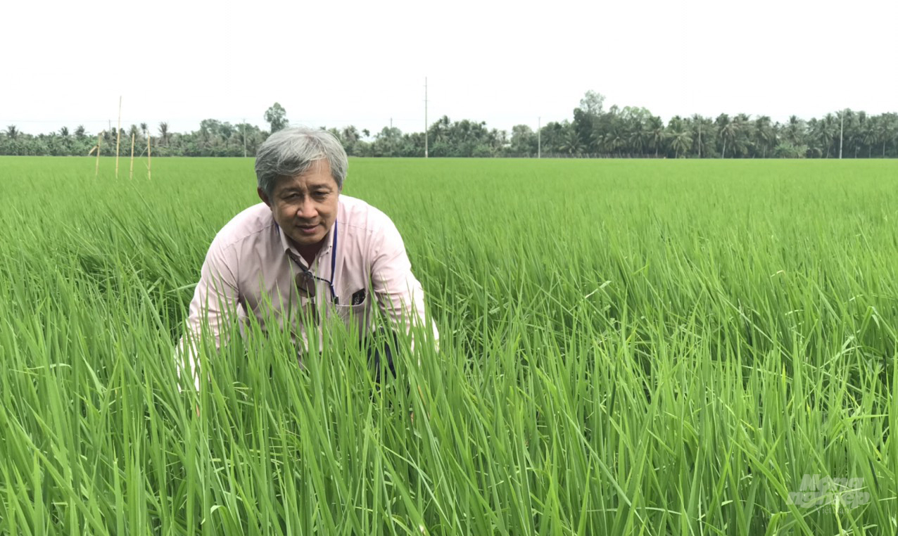 The models not only help update the skills of farmers but also have a great impact on neighboring farmers. Photo: Binh Dien.