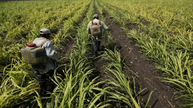 Workers spray fertilizer in a sugar cane field in Zacatepec de Hidalgo, in Morelos state, Mexico, May 31, 2017. Picture taken May 31, 2017. Photo: Reuters