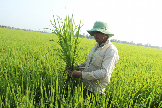 Nhờ mạnh dạn thay đổi phương thức sản xuất đã mang lại hiệu quả giảm được lượng giống gieo sạ đáng kể trong canh tác lúa. Ảnh: Kim Anh.