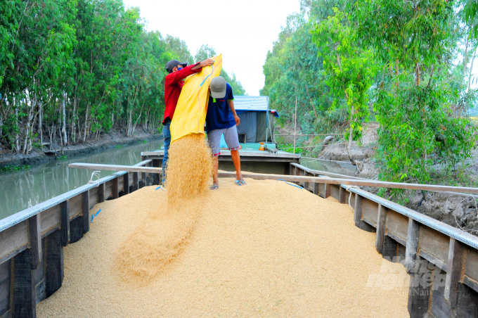 Dự án VnSAT, ngoài việc tập huấn kỹ thuật canh tác lúa còn kêu gọi các doanh nghiệp liên kết sản xuất bao tiêu đầu ra cho bà con nông dân. Ảnh: Lê Hoàng Vũ.