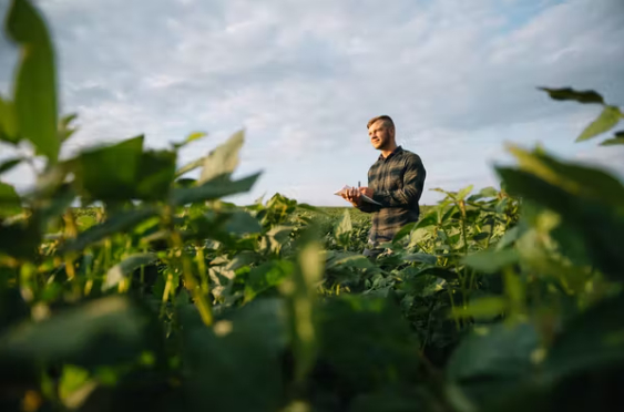 Agricultural AI could transform the way farmers work. Photo: Hryshchyshen Serhii/Shutterstock