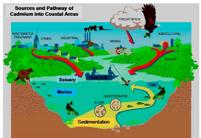 Sơ đồ mô tả các nguồn khác nhau và con đường của cadmium đổ vào môi trường nước. Nguồn: WWH