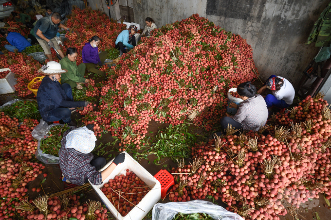 In 2022, Bac Giang expects to export 1,600 tons of lychee to the US and EU markets. Photo: Tung Dinh.