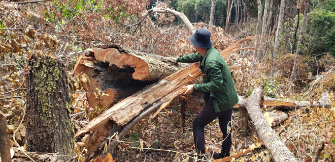 Khởi tố hình sự vụ án phá rừng tự nhiên tại xã Ia Bă.