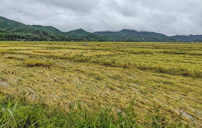 Nhiều diện tích lúa Đông Xuân 2021-2022 ở huyện Hoài Ân (Bình Định) bị ngã đổ. Ảnh: V.Đ.T.