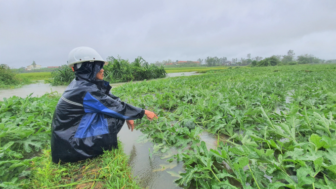 Ông Huỳnh Thành (trú xã Tam Phước, huyện Phú Ninh, Quảng Nam) thất thần nhìn 3 sào dưa hấu của gia đình bị ngập trong nước, không thể cứu vãn. Ảnh: L.K.