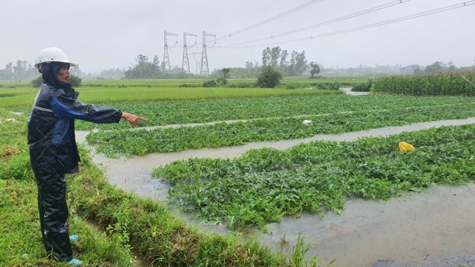 Hàng ngàn ha rau màu ở Quảng Nam bị ngập do mưa lớn. Ảnh: T.N.