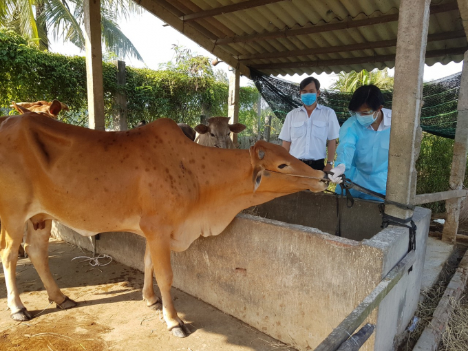 Bệnh viêm da nổi cục trên bò khởi phát ở Bến Tre từ tháng 8 năm 2021 nhưng nhanh chóng được khống chế. Ảnh: Minh Đảm.