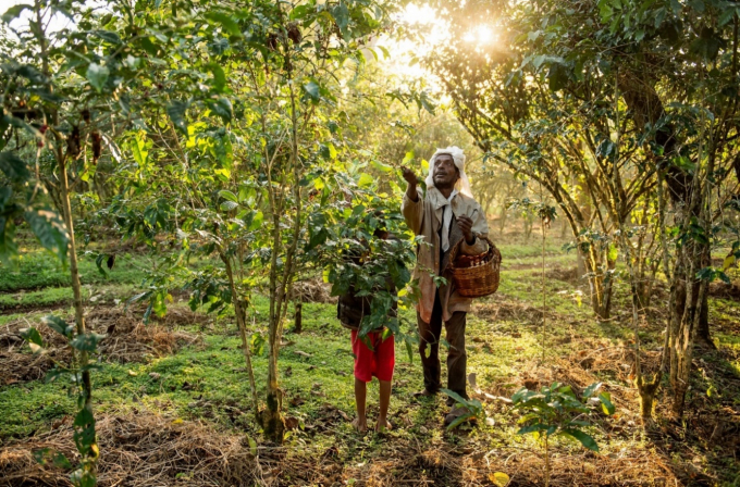Cà phê Arabica phát triển trong các khu rừng cao nguyên, ẩm ướt, rậm rạp của Ethiopia. Ảnh: nationalgeographic.